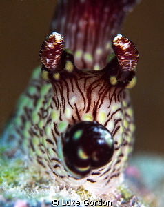 Jorunna rubescens blowing a kiss! by Luke Gordon 